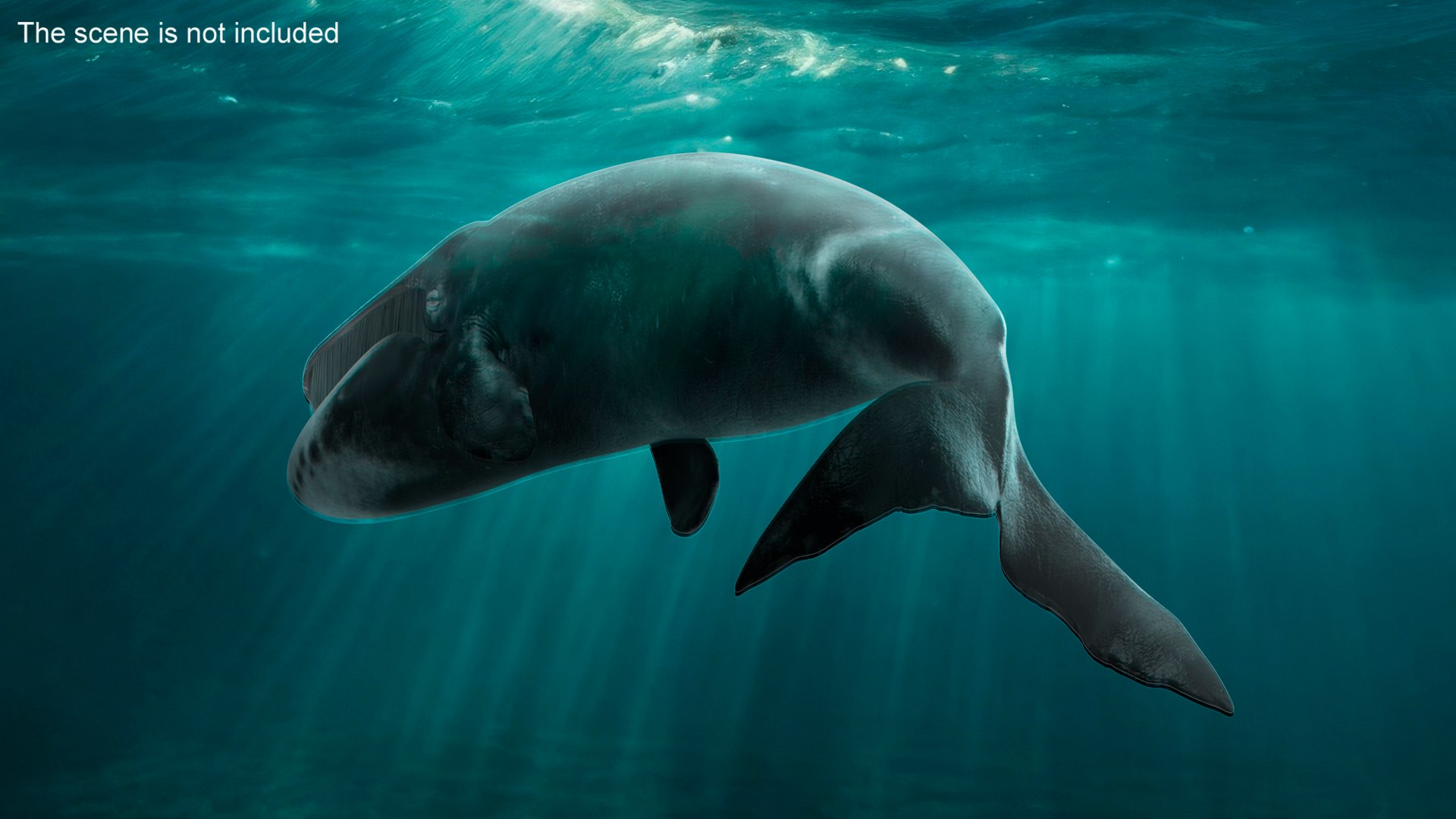3D Model Sea Animal Bowhead Whale Rigged For Maya - TurboSquid 2131871
