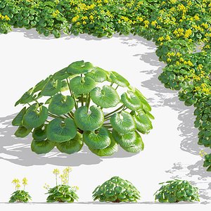 Farfugium japonicum flower