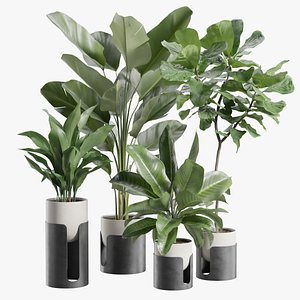 3D Indoor Plants Pack 101