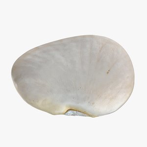 Lima Bean 02 - 3D Scanned 3D model