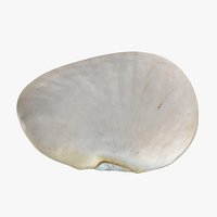 Lima Bean 02 - 3D Scanned