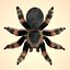 mexican redknee tarantula hair fur 3d obj