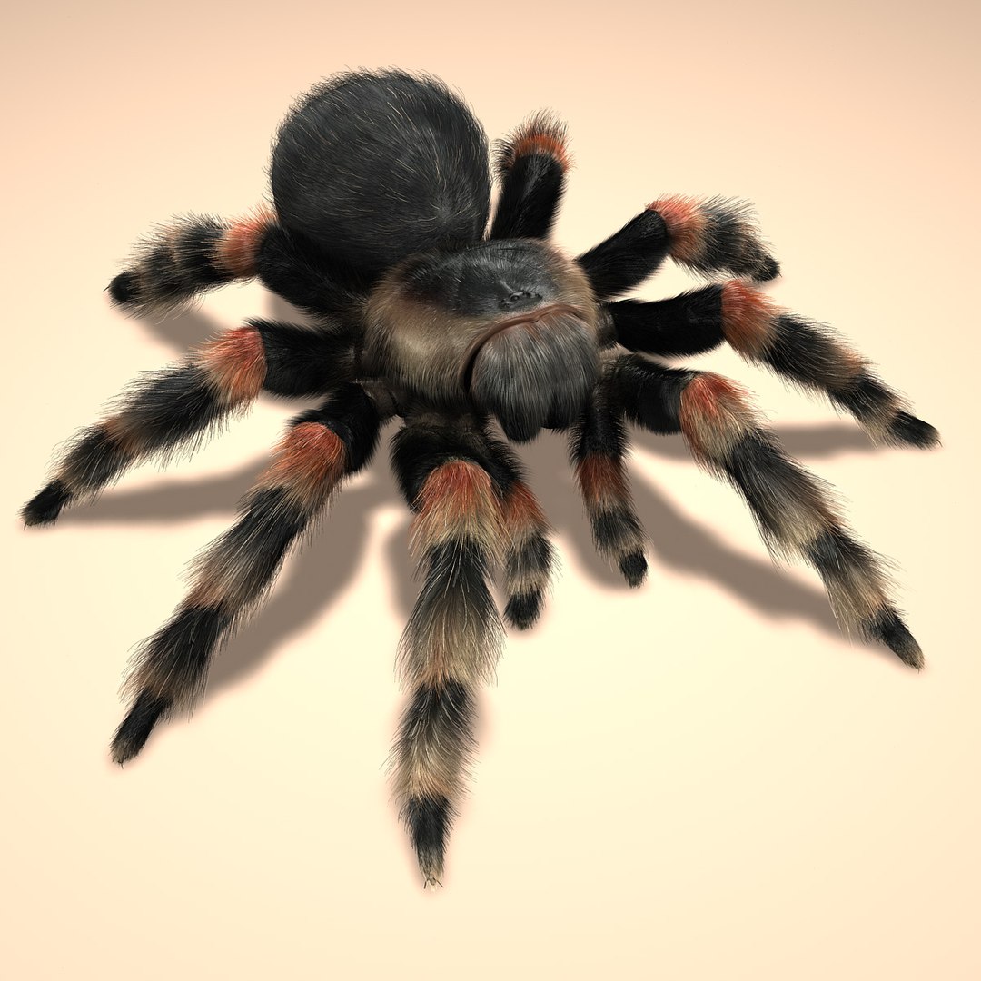mexican redknee tarantula hair fur 3d obj https://p.turbosquid.com/ts-thumb/lL/hhSS0M/I2Sk51xx/2/jpg/1363337605/1920x1080/fit_q87/2c773503bc722857493beaf57601bd941270e343/2.jpg