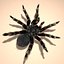 mexican redknee tarantula hair fur 3d obj