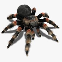 Tarantula (Mexican Redknee) (FUR)