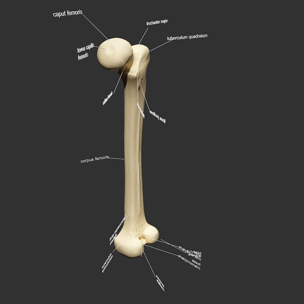 大腿骨3dsmax3Dモデル - TurboSquid 634999
