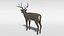 white-tailed deer 3D model