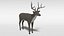 white-tailed deer 3D model