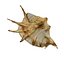 Spider Conch Shell