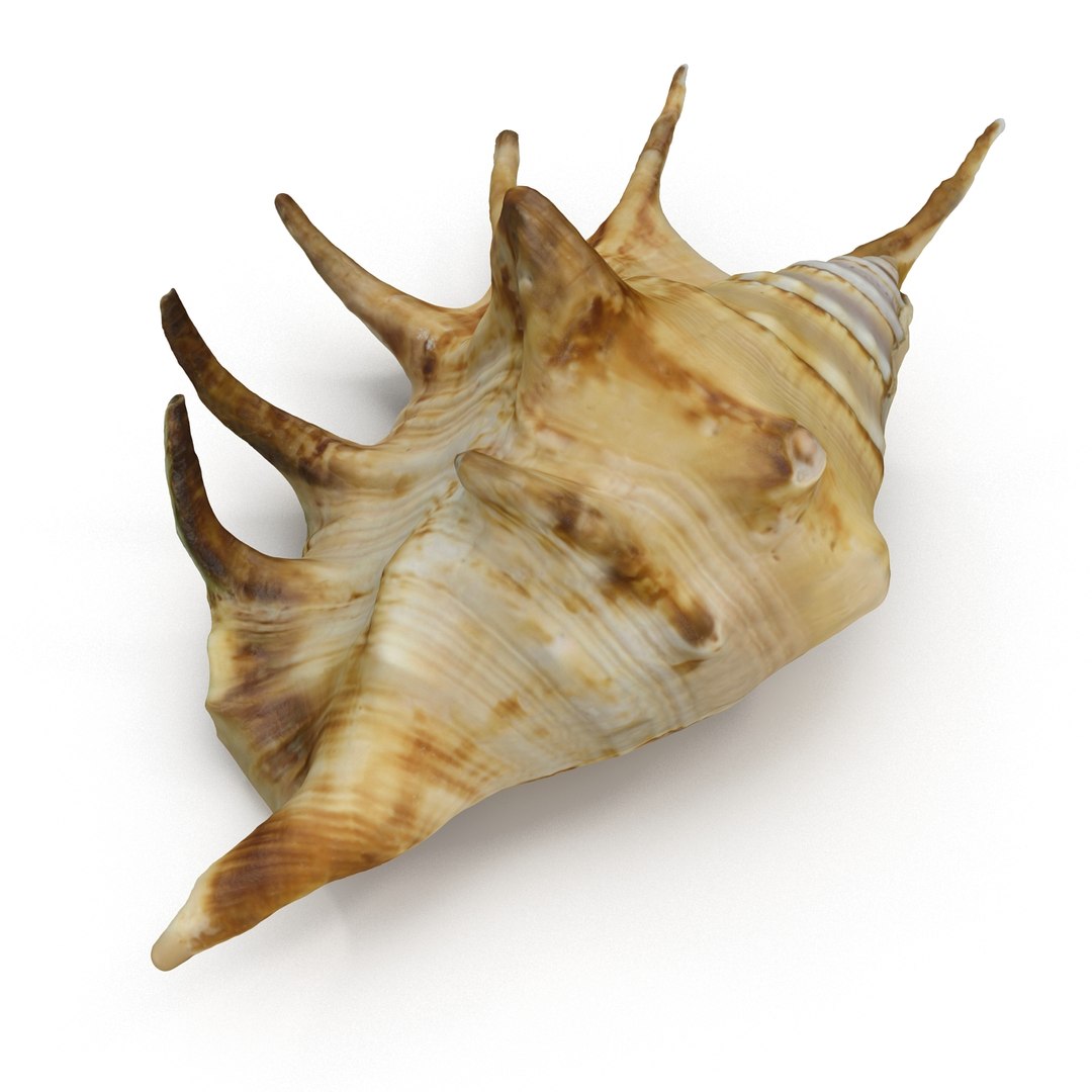 spider conch shell 3d 3ds https://p.turbosquid.com/ts-thumb/lL/vst0Wc/2xR7WNS1/shell4_r0004/jpg/1441142504/1920x1080/fit_q87/497176fa8481574b202965657c5448dd93a3c57a/shell4_r0004.jpg