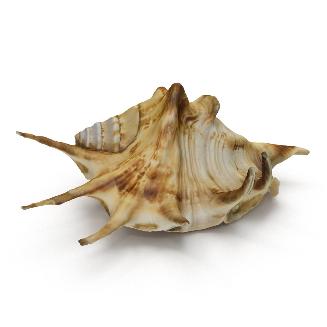 spider conch shell 3d 3ds https://p.turbosquid.com/ts-thumb/lL/vst0Wc/GAjjf3pl/shell4_r0003/jpg/1441142504/1920x1080/fit_q87/f8ad66a711ef84d7ccac4276ed81bff7ac636372/shell4_r0003.jpg