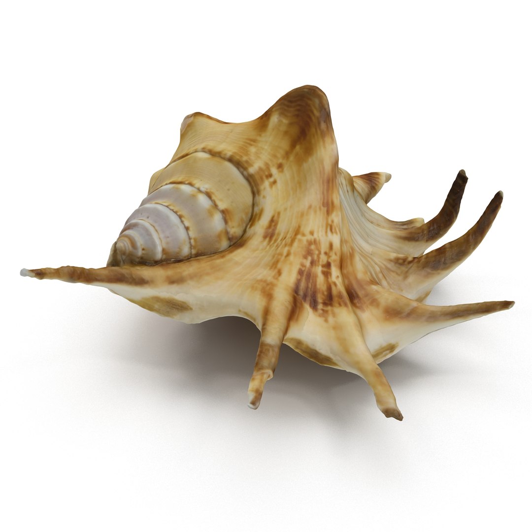 spider conch shell 3d 3ds https://p.turbosquid.com/ts-thumb/lL/vst0Wc/GoFt7grL/shell4_r0006/jpg/1441142505/1920x1080/fit_q87/2346eb471dbc3a347a0c05b4356647a05e66b41a/shell4_r0006.jpg