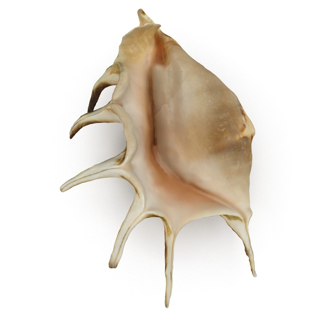 spider conch shell 3d 3ds https://p.turbosquid.com/ts-thumb/lL/vst0Wc/OCk2bUn4/shell4_r0009/jpg/1441142505/1920x1080/fit_q87/b7620e4b36bbaf823d4a90438b28c7d9ec75e2fa/shell4_r0009.jpg
