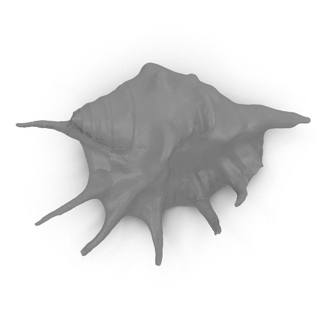 spider conch shell 3d 3ds https://p.turbosquid.com/ts-thumb/lL/vst0Wc/sbAUaDGM/shell4_r1n/jpg/1441142504/1920x1080/fit_q87/aab7c10371a195d4c11ff87236c64636110526fa/shell4_r1n.jpg