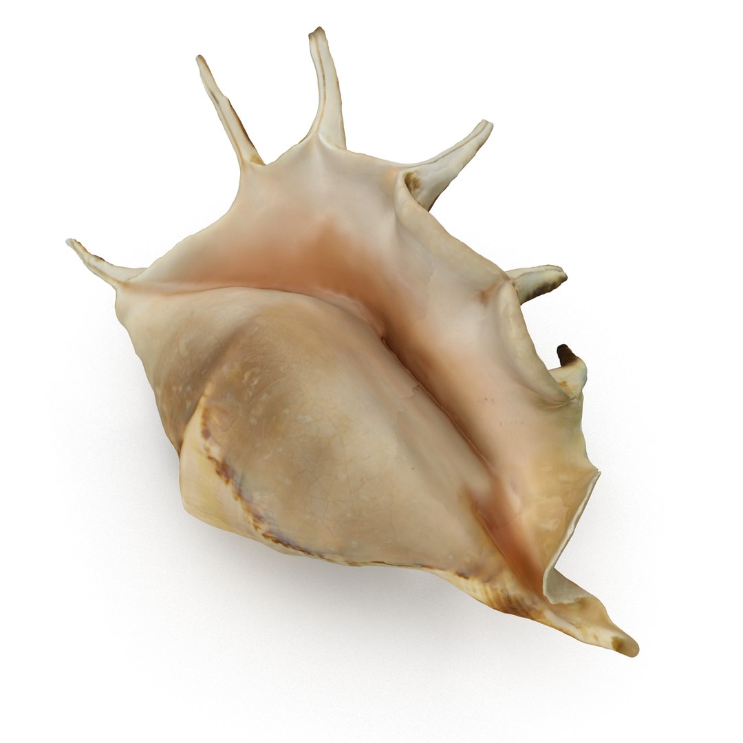 spider conch shell 3d 3ds https://p.turbosquid.com/ts-thumb/lL/vst0Wc/tPRZrjI7/shell4_r0008/jpg/1441142505/1920x1080/fit_q87/3c6a5d249266d7d11deaaa44bc3833c634713a14/shell4_r0008.jpg