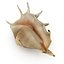 Spider Conch Shell