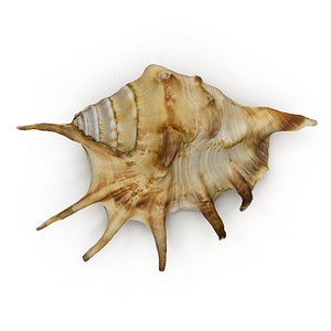 Spider Conch Shell