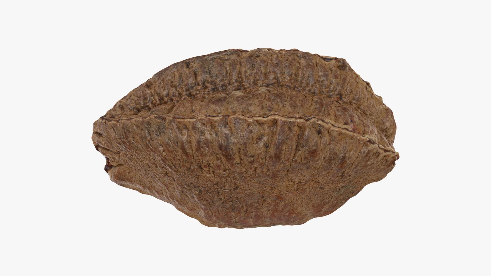 3D Brazil Nut And Brazil Nut Shell Collection - TurboSquid 2310936