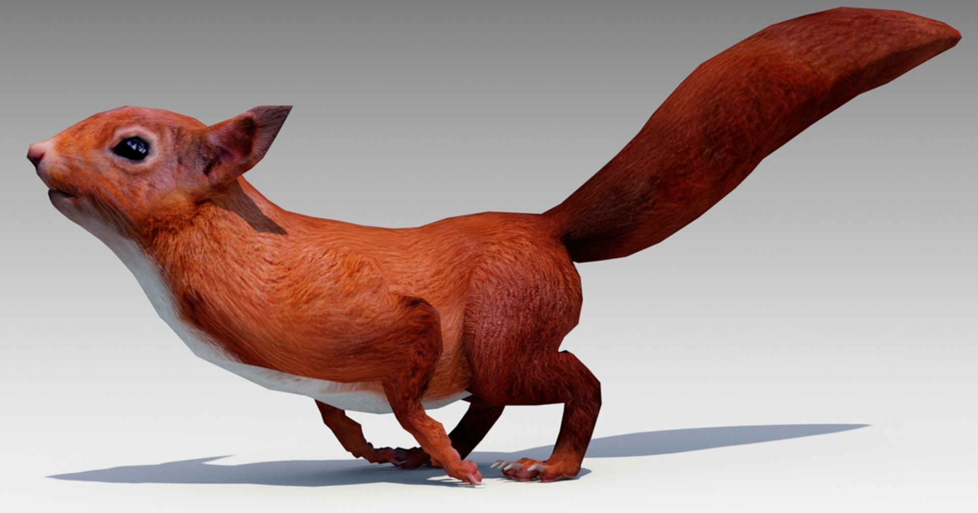 3D squirrel model - TurboSquid 1229896