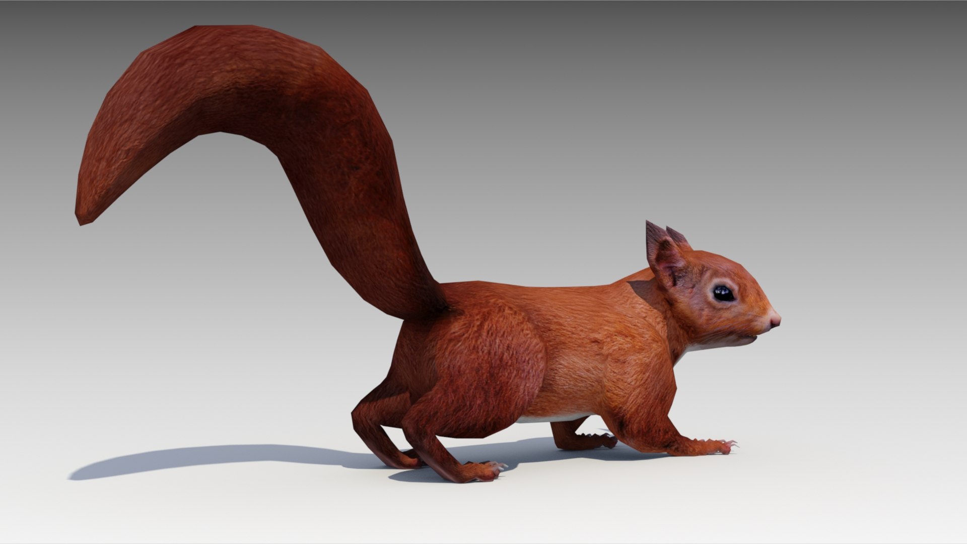 3D squirrel model - TurboSquid 1229896