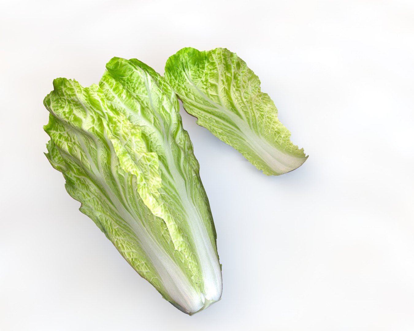 3D lettuce model https://p.turbosquid.com/ts-thumb/lM/6Z8yXP/TTOYjR8P/2/jpg/1587310934/1920x1080/fit_q87/c22a744c85cdcf17e6577dcadf6807e8fecff3d8/2.jpg