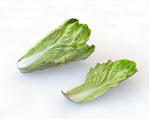 3D lettuce model