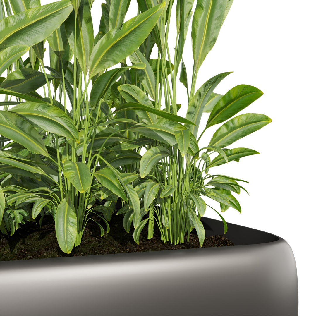 Collection plant vol 656 - banana - garden - monstera 3D https://p.turbosquid.com/ts-thumb/lM/9kxgS8/8t/3/jpg/1762466054/1920x1080/fit_q87/f71c3150cac58eeaa3fc92e20da93878c8bba4ff/3.jpg