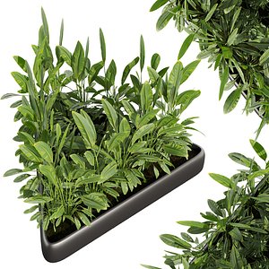 Collection plant vol 656 - banana - garden - monstera 3D