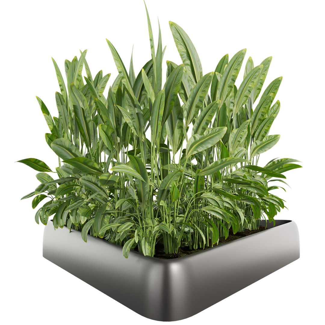 Collection plant vol 656 - banana - garden - monstera 3D https://p.turbosquid.com/ts-thumb/lM/9kxgS8/BC/2/jpg/1762466054/1920x1080/fit_q87/c16a2766f6e783924a0cb69e0d17fbc19f61e8af/2.jpg