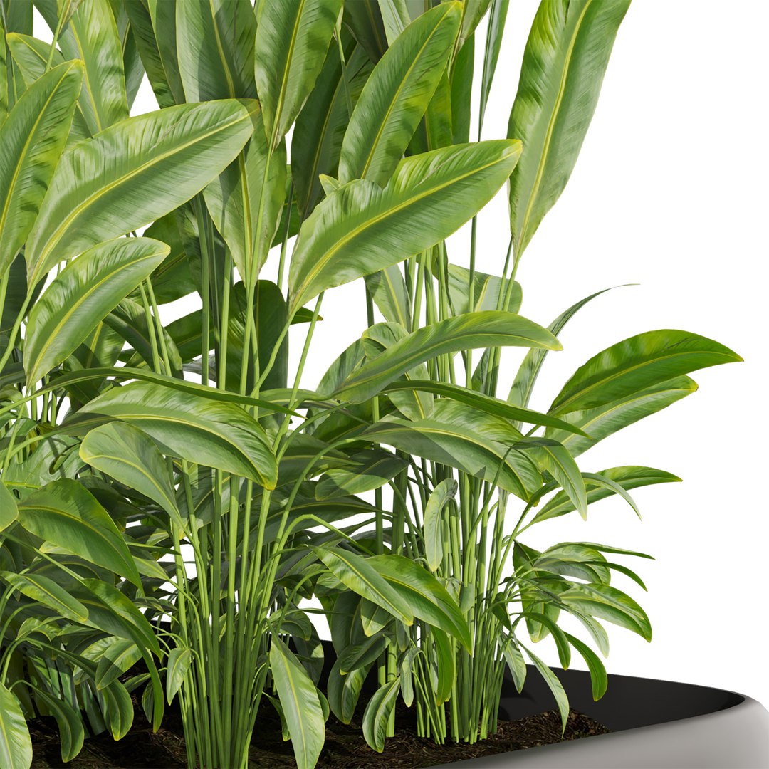 Collection plant vol 656 - banana - garden - monstera 3D https://p.turbosquid.com/ts-thumb/lM/9kxgS8/Oj/4/jpg/1762466056/1920x1080/fit_q87/6824dfa4162d1241fb4d786f5698d39736c2c7a3/4.jpg