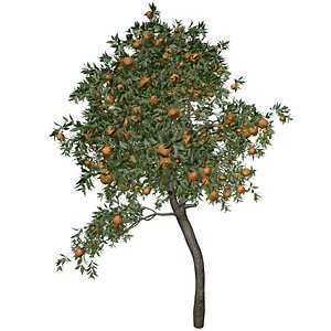 3D Orange Tree - 06 - model