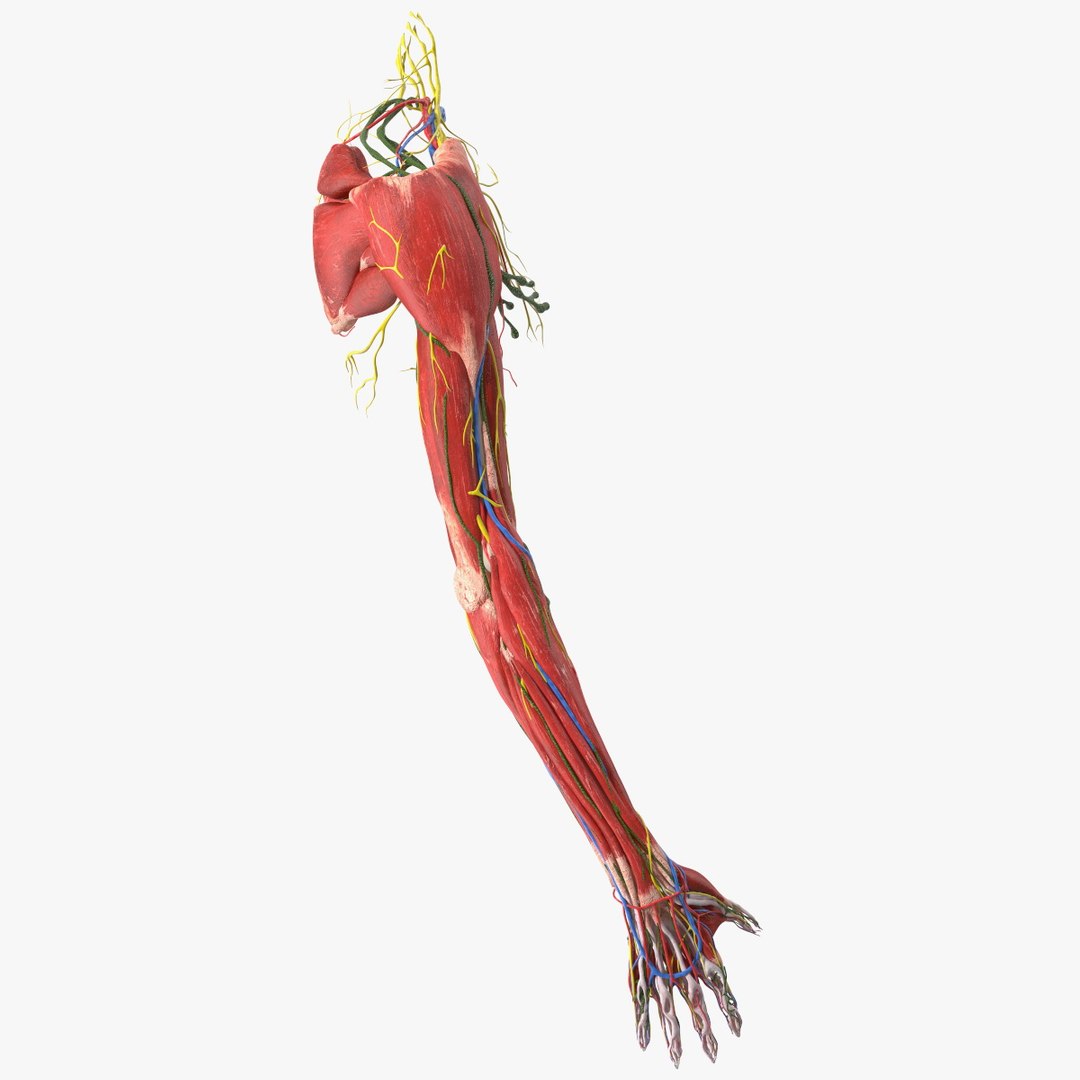 Boy Body Right Arm Anatomy Skinless 3D model preview
