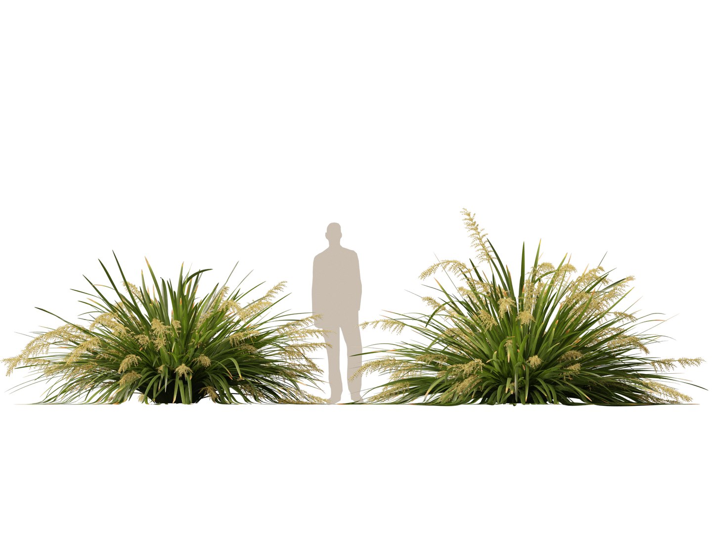 3D HighpolyLow Poly Lomandra hystrix Katie Belles - Slender Mat Rush https://p.turbosquid.com/ts-thumb/lM/QG8emZ/8n/lomandrahystrixkatiebelles017/jpg/1753438105/1920x1080/fit_q87/85af882f14c6db8dbc14002164d70c43d0490022/lomandrahystrixkatiebelles017.jpg