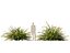 HighpolyLow Poly Lomandra Hystrix Кэти Беллес - Slender Mat Rush