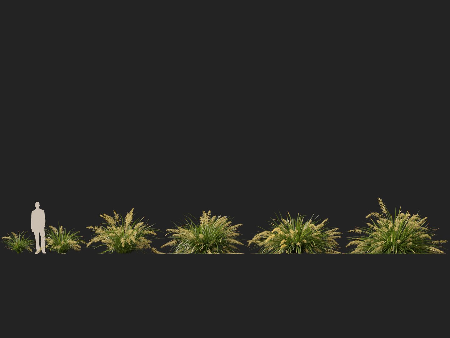 3D HighpolyLow Poly Lomandra hystrix Katie Belles - Slender Mat Rush https://p.turbosquid.com/ts-thumb/lM/QG8emZ/GR/lomandrahystrixkatiebelles012/jpg/1753438099/1920x1080/fit_q87/c1274d03cbfbc90ffac49146cf8c579cc55a4214/lomandrahystrixkatiebelles012.jpg