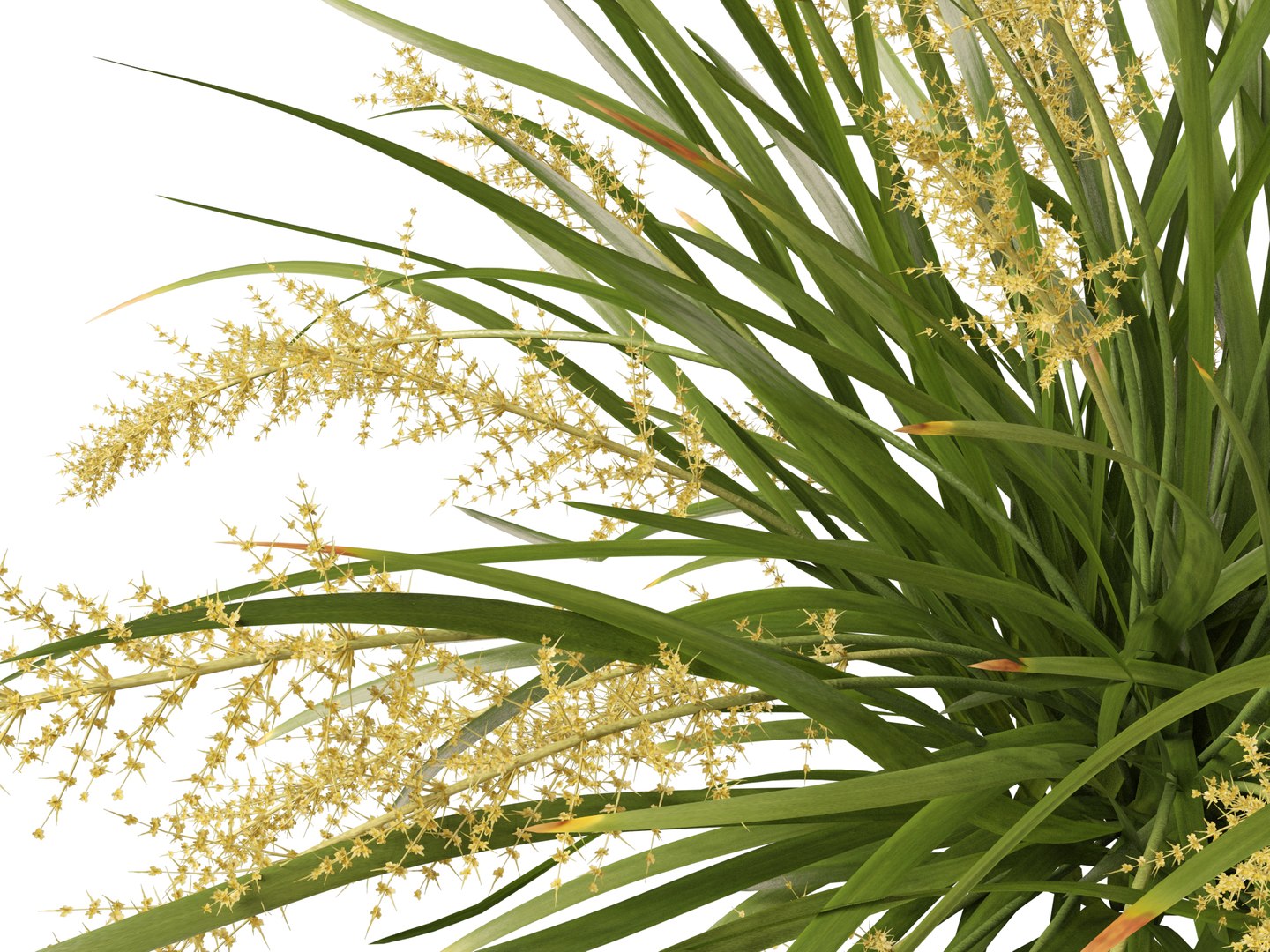 3D HighpolyLow Poly Lomandra hystrix Katie Belles - Slender Mat Rush https://p.turbosquid.com/ts-thumb/lM/QG8emZ/KE/lomandrahystrixkatiebelles0111/jpg/1753438110/1920x1080/fit_q87/39d9f6f4de595bf671003de48a2f060709d3bcd5/lomandrahystrixkatiebelles0111.jpg