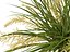 HighpolyLow Poly Lomandra Hystrix Кэти Беллес - Slender Mat Rush