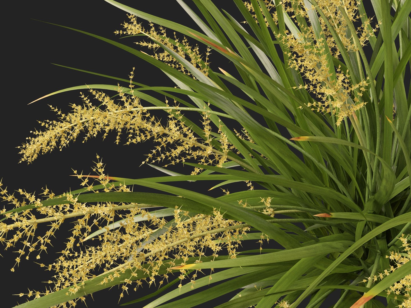 3D HighpolyLow Poly Lomandra hystrix Katie Belles - Slender Mat Rush https://p.turbosquid.com/ts-thumb/lM/QG8emZ/Rc/lomandrahystrixkatiebelles0112/jpg/1753438116/1920x1080/fit_q87/cf145a5cc47e5fdebe45eb2f93c86cb9a73215ba/lomandrahystrixkatiebelles0112.jpg