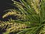 HighpolyLow Poly Lomandra Hystrix Кэти Беллес - Slender Mat Rush