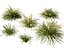 HighpolyLow Poly Lomandra Hystrix Кэти Беллес - Slender Mat Rush