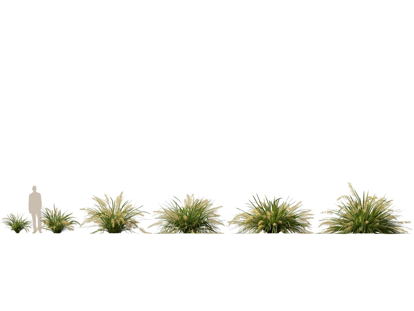 3D HighpolyLow Poly Lomandra hystrix Katie Belles - Slender Mat Rush https://p.turbosquid.com/ts-thumb/lM/QG8emZ/Wy/lomandrahystrixkatiebelles011/jpg/1753438097/1920x1080/fit_q87/a763ddab813b2d80dba6f2a353c6cd3b1c60be64/lomandrahystrixkatiebelles011.jpg