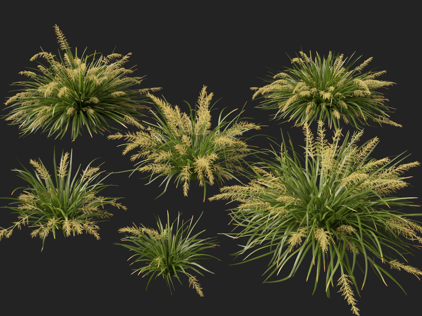 3D HighpolyLow Poly Lomandra hystrix Katie Belles - Slender Mat Rush https://p.turbosquid.com/ts-thumb/lM/QG8emZ/vA/lomandrahystrixkatiebelles0110/jpg/1753438110/1920x1080/fit_q87/2911aaf8139982793e97de7ac62d636982c81418/lomandrahystrixkatiebelles0110.jpg