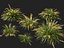 HighpolyLow Poly Lomandra Hystrix Кэти Беллес - Slender Mat Rush