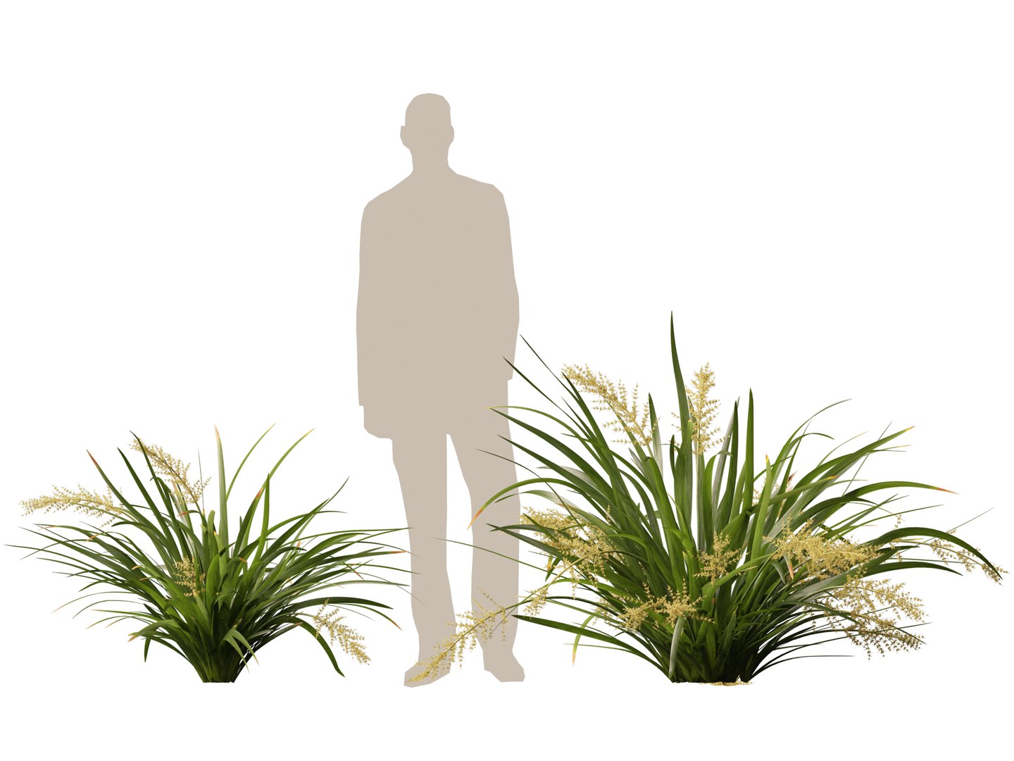3D HighpolyLow Poly Lomandra hystrix Katie Belles - Slender Mat Rush https://p.turbosquid.com/ts-thumb/lM/QG8emZ/wT/lomandrahystrixkatiebelles013/jpg/1753438101/1920x1080/fit_q87/421611b160ac24a91245282aa81fae6c8b915296/lomandrahystrixkatiebelles013.jpg
