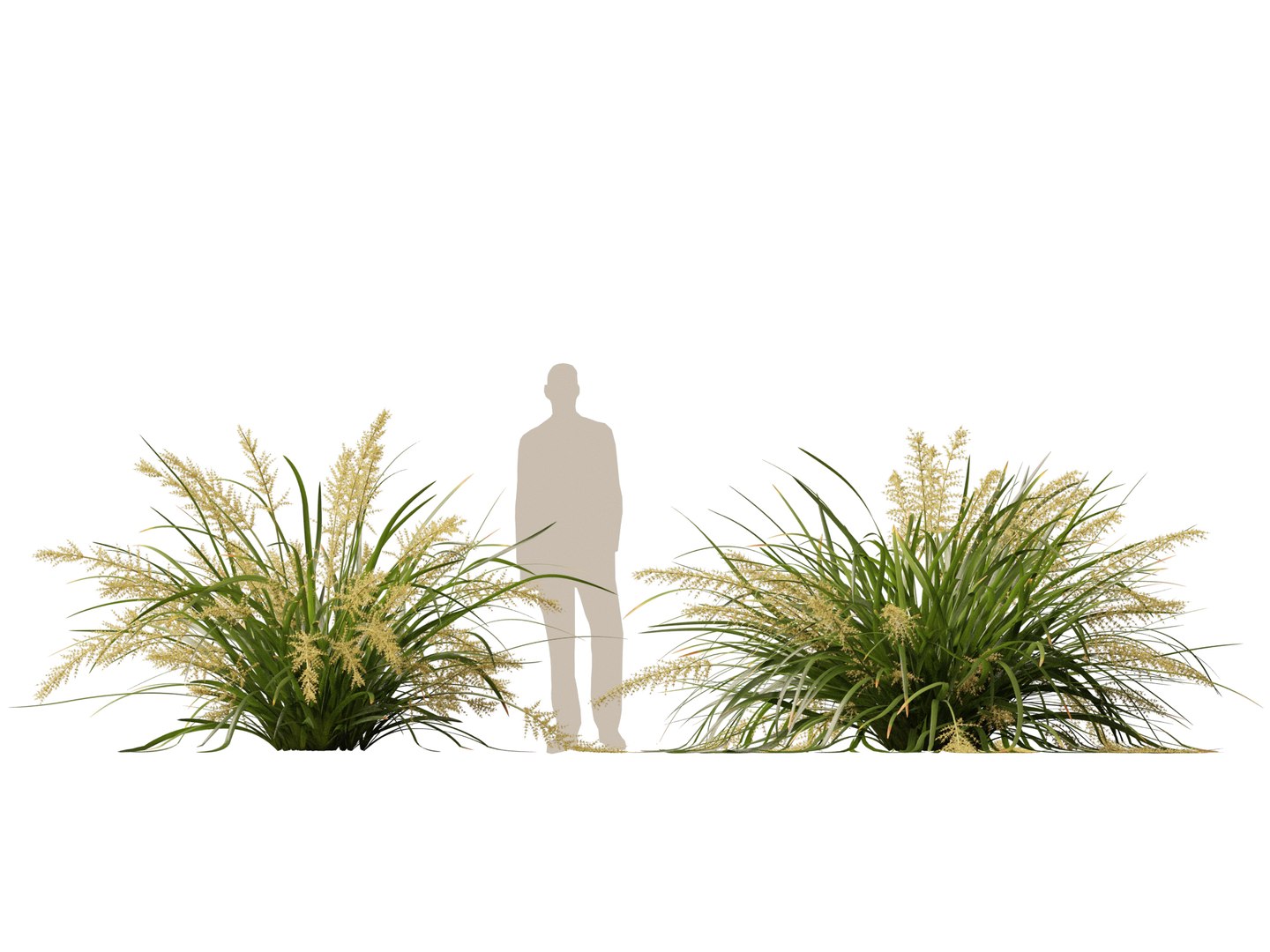 3D HighpolyLow Poly Lomandra hystrix Katie Belles - Slender Mat Rush https://p.turbosquid.com/ts-thumb/lM/QG8emZ/wm/lomandrahystrixkatiebelles015/jpg/1753438104/1920x1080/fit_q87/d16c8e9a221dd943ca1ec64eb40cb64407324491/lomandrahystrixkatiebelles015.jpg