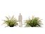 HighpolyLow Poly Lomandra Hystrix Кэти Беллес - Slender Mat Rush