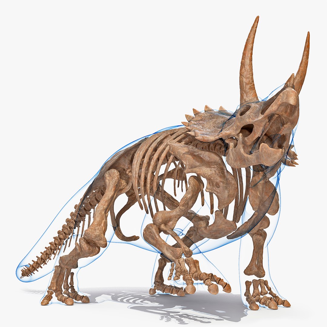 Triceratops Skeleton Fossil with Transparent Skin Rigged for Cinema 4D 3D model preview