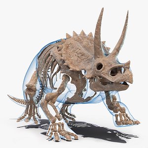 3D triceratops skeleton fossil transparent