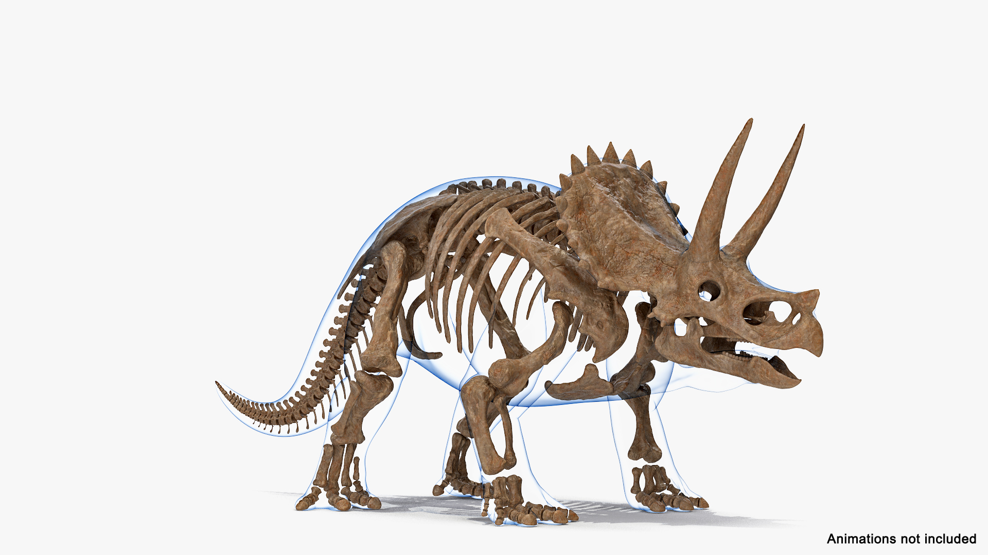 3D Triceratops Skeleton Fossil Transparent - TurboSquid 1535779