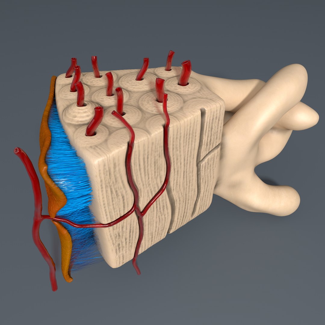 Human Bone 3d C4d